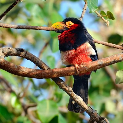 Bearded Barbet