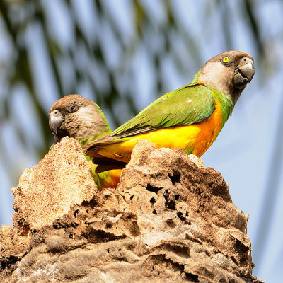 Senegal Parrot