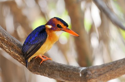 African Pygmy Kingfisher