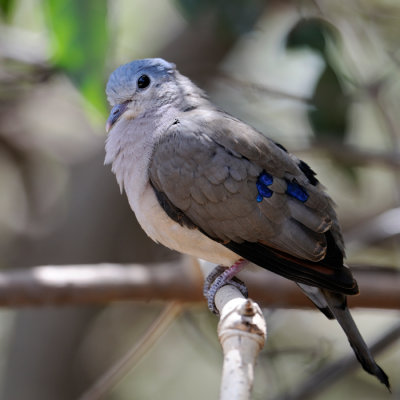 Blue-Spotted Wood Dove