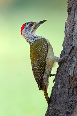 Fine-spotted Woodpecker