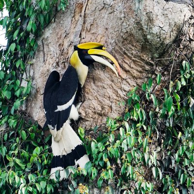 Birds of Thailand 2012