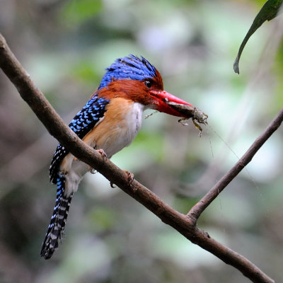 Banded Kingfisher male