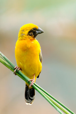 Asian Golden Weaver