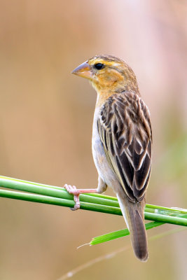 Asean Golden Weaver female