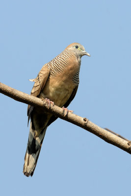 Zebra Dove