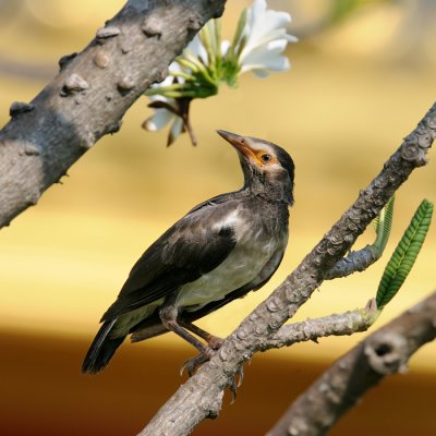 Asian Pied Starling