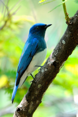 Blue and White Flycatcher