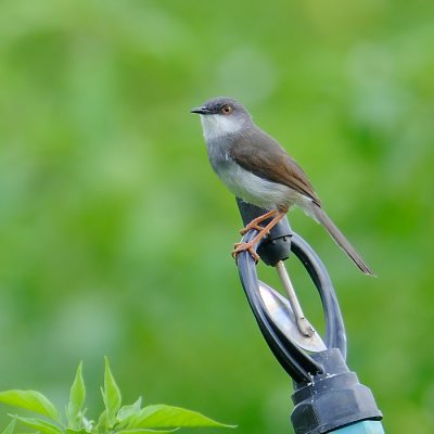 Grey-breasted Prinia