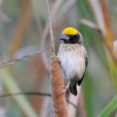 Streaked Weaver