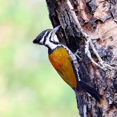 Common Flameback