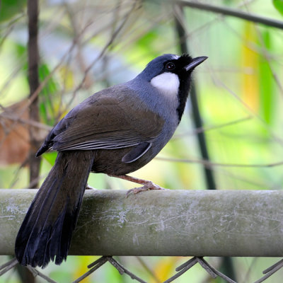 Black-throated Laughingtrush