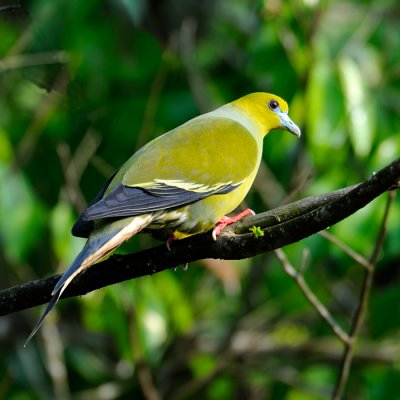 Pin-tailed Green Pigeon
