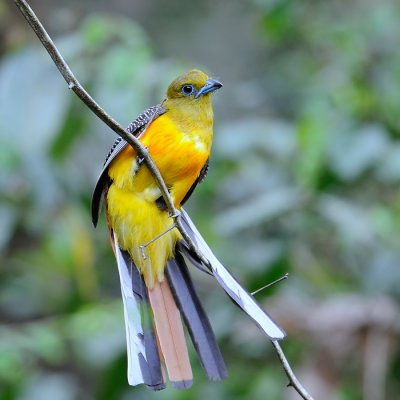 Orange-breasted Trogon