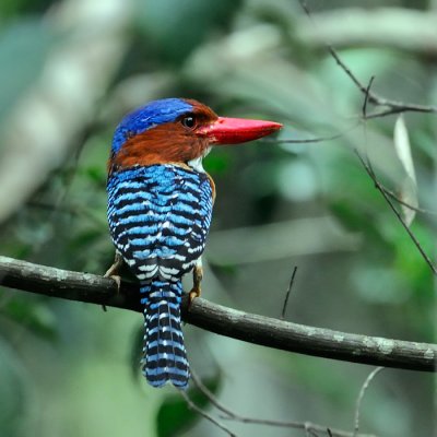 Banded Kingfisher - male