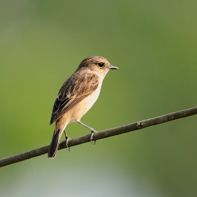 Pied Bushshat female