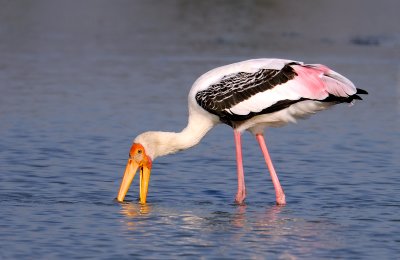 Painted Stork