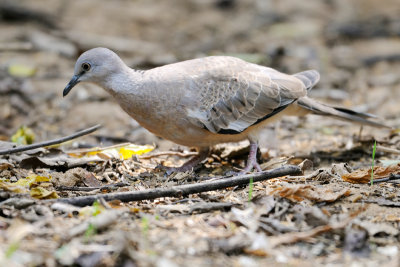 Eurasian Collared Dove