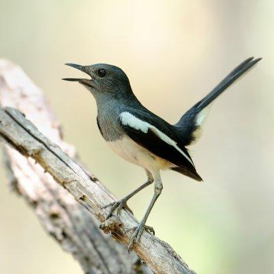 Oriental Magpie Robin