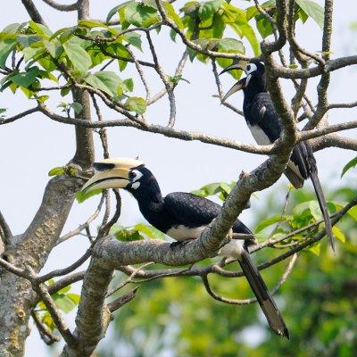 Oriental Pied Hornbill