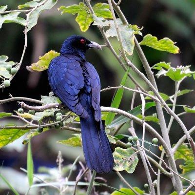 Asian Koel