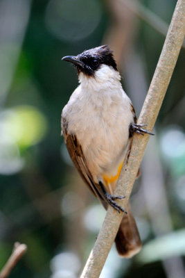 Sooty-headed Bulbul