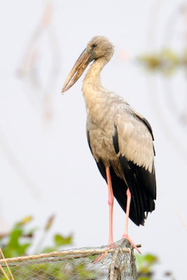 asian-openbill