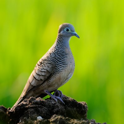 Peaceful Dove