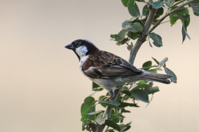 House Sparrow