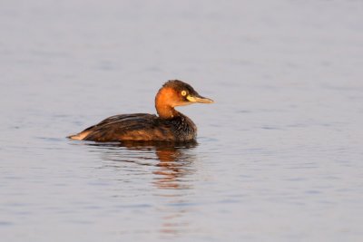 Little Grebe