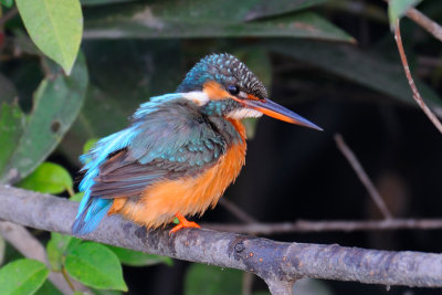 Common Kingfisher