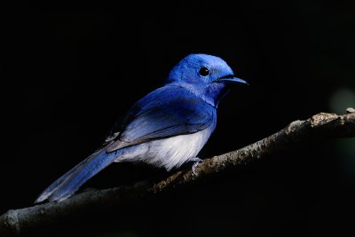 Black-naped Monarch