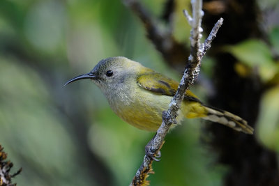 Green-tailed Sunbird-female