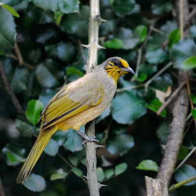 Stripe-throated Bulbul