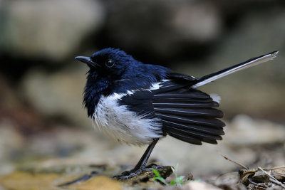 Oriental Magpie Robin