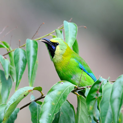 Blue-winged-Leafbird