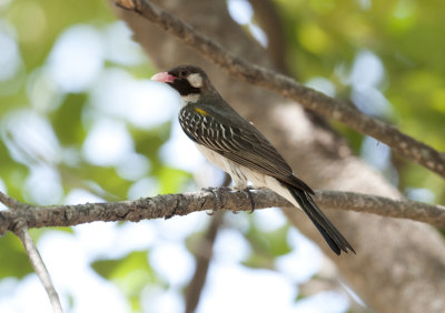 Greater Honeyguide 