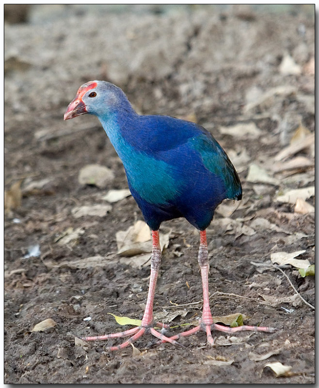  Purple Swamphen