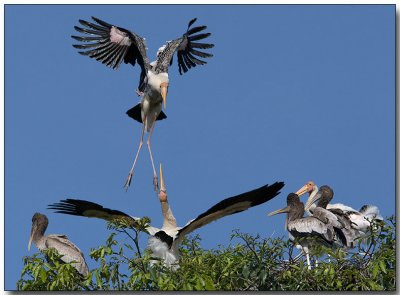 Painted Stork Rookery - Adults & chicks