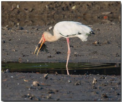 Milky Stork with Lunch