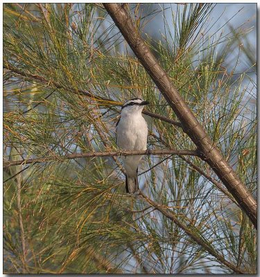 Pied Triller