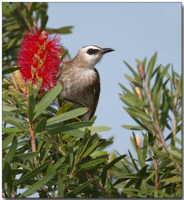 Yellow-vented Bulbul