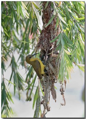 Olive-backed Sunbird - female at the nest