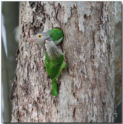 Lineated Barbet