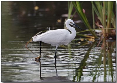 Little Egret