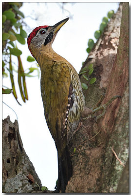 Laced Woodpecker - male