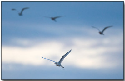 Egrets - First Light