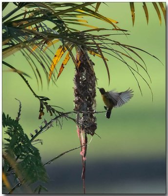 Olive-backed Sunbird Nest