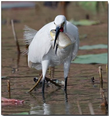 Little Egret - bird v. fish