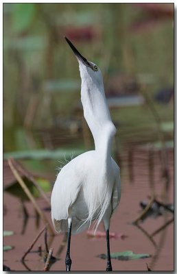 Little Egret - bird v. fish